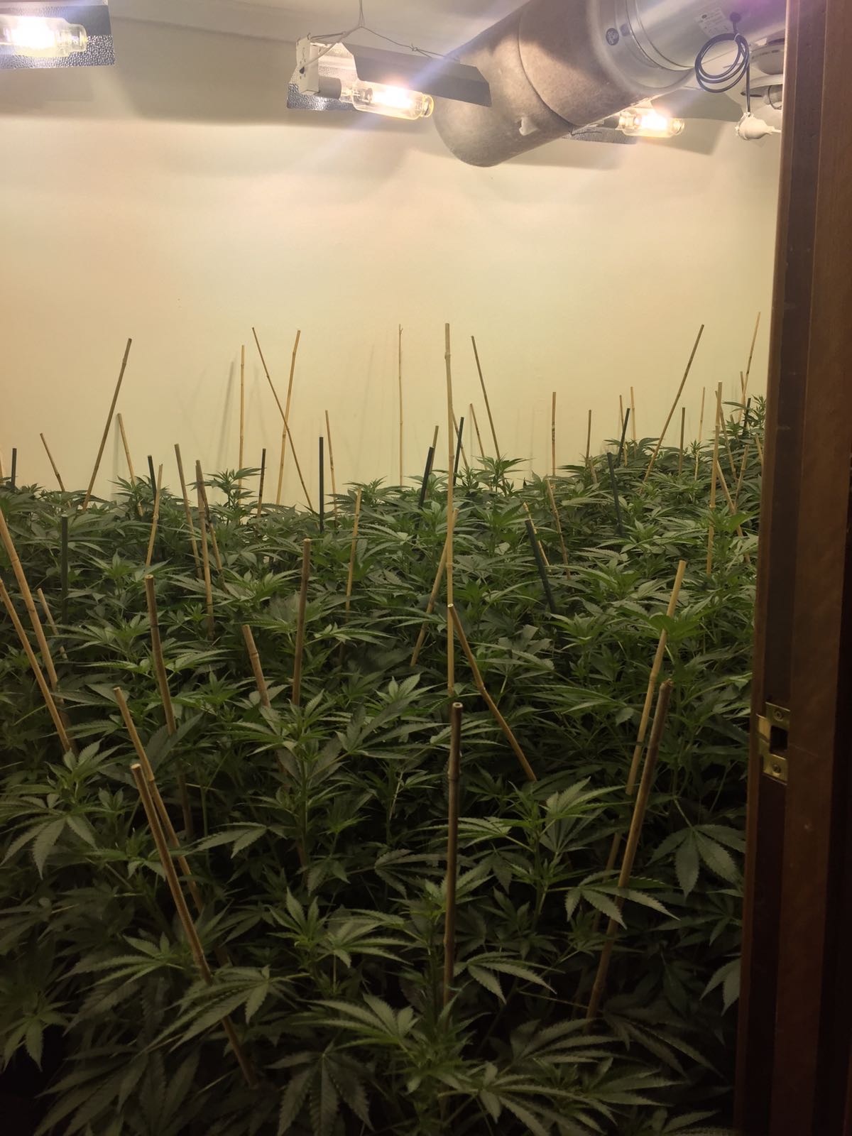 Cannabis grow house (supplied by WA Police)